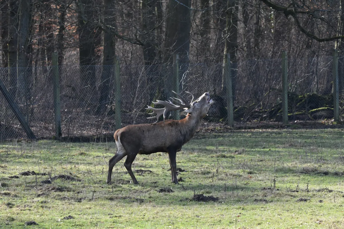 Wildgehege Leidenhausen image