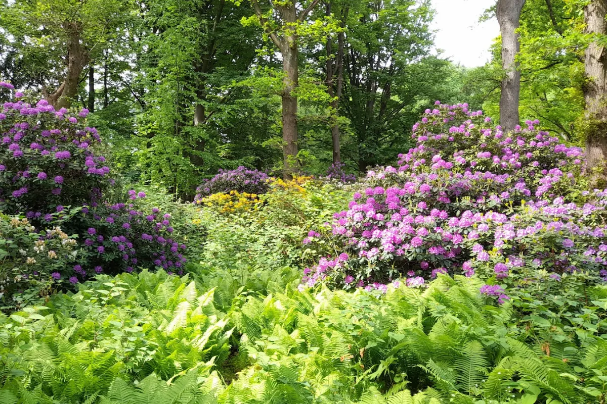 Rhododendronhain image